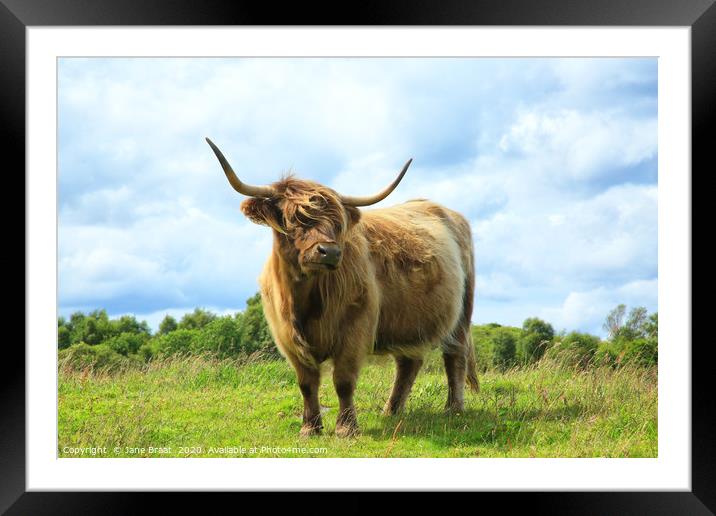 Scottish Highland Cow Framed Mounted Print by Jane Braat