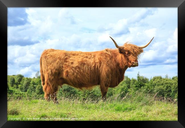 Majestic Scottish Cow in the Field Framed Print by Jane Braat