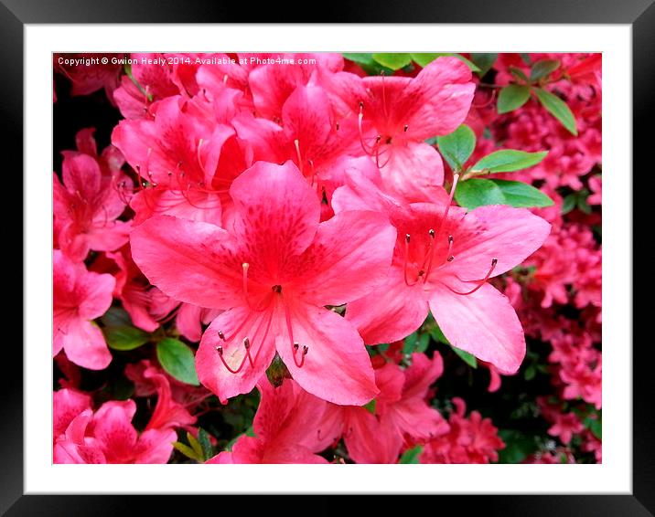 Pretty Pink Flower Framed Mounted Print by Gwion Healy