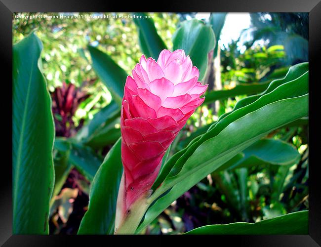 Pink lightbulb flower Framed Print by Gwion Healy