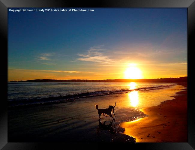 Happy dog on a sunset evening Framed Print by Gwion Healy