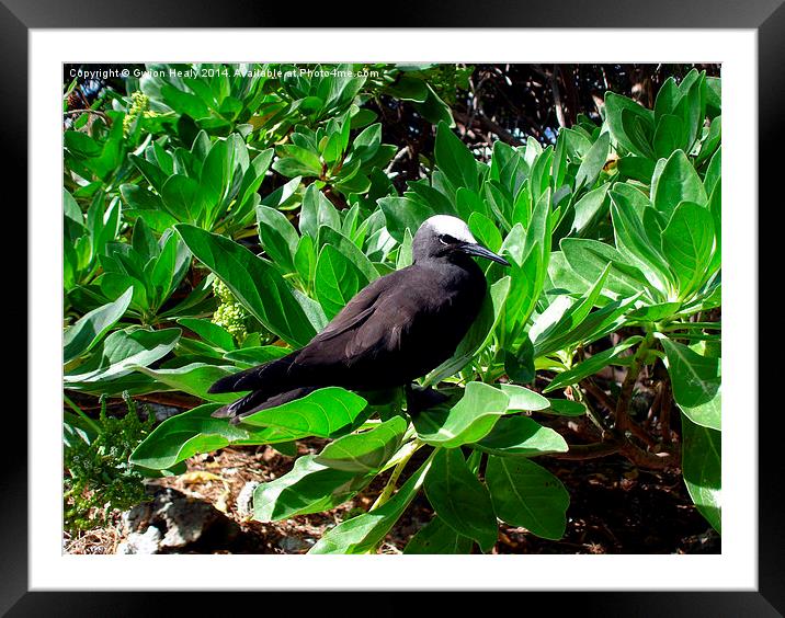 Black (White-capped) Noddy Bird Framed Mounted Print by Gwion Healy