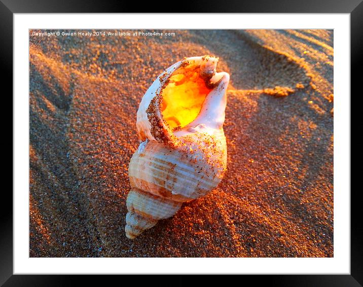 Sun fire Seashell Framed Mounted Print by Gwion Healy