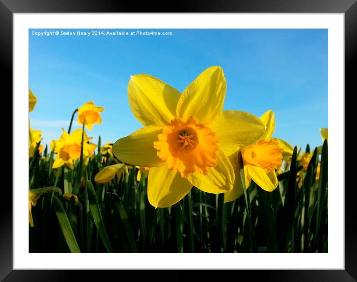 Daffodil Framed Mounted Print by Gwion Healy