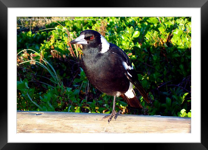 Aussie Magpie Framed Mounted Print by Gwion Healy