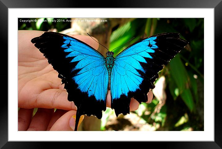 Butterfly on hand Framed Mounted Print by Gwion Healy