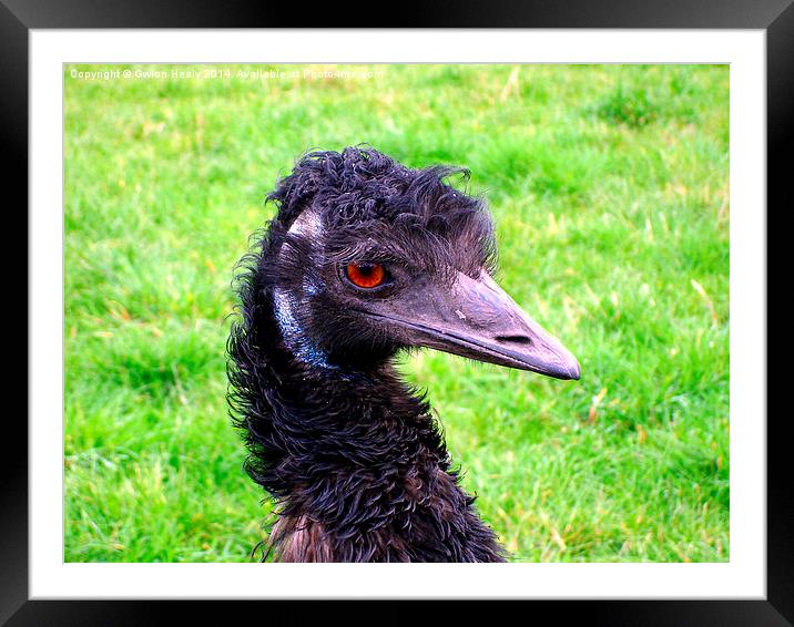 Emu Framed Mounted Print by Gwion Healy
