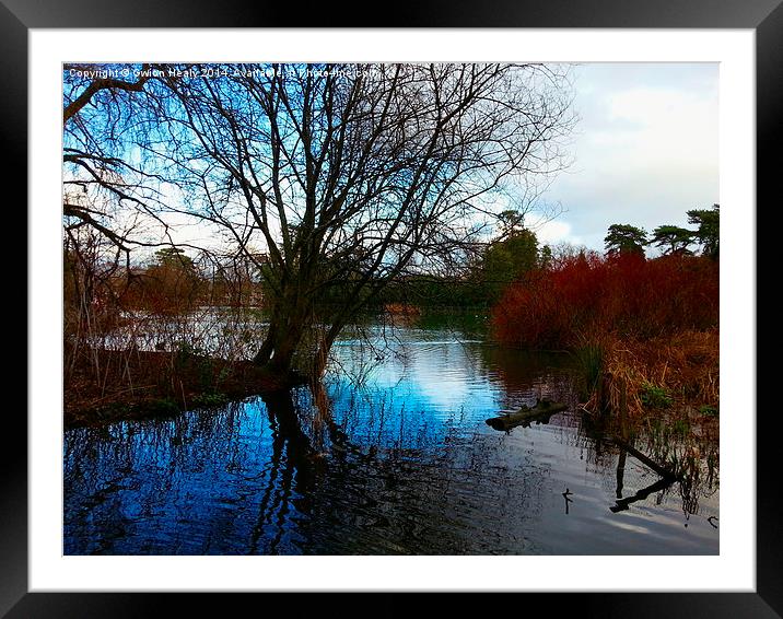 Brynmill park pond Framed Mounted Print by Gwion Healy