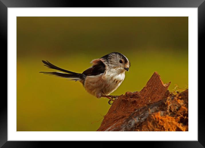 Long-Tailed tit Framed Mounted Print by william peplow