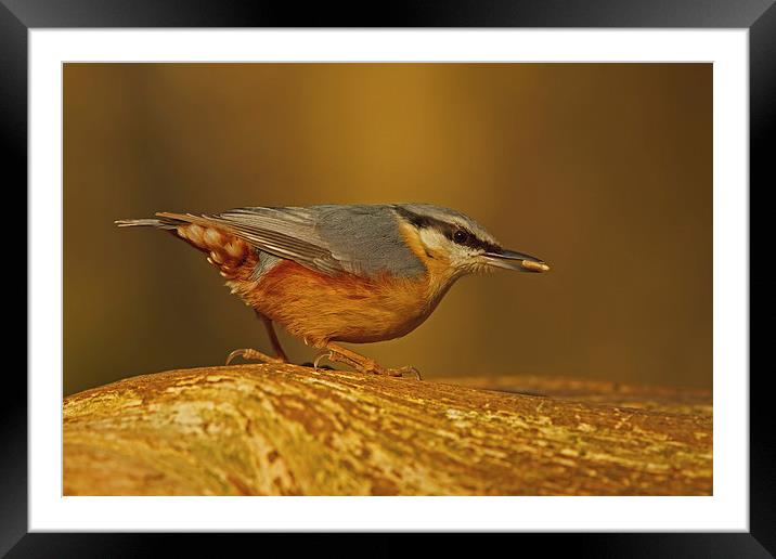 Nuthatch ( sitta europaea ) Framed Mounted Print by william peplow