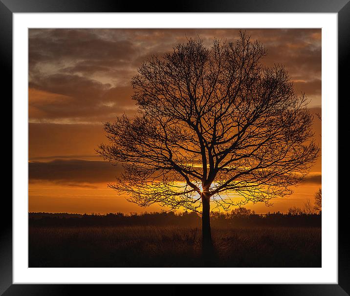 Sunrise on Cannock Chase Framed Mounted Print by william peplow