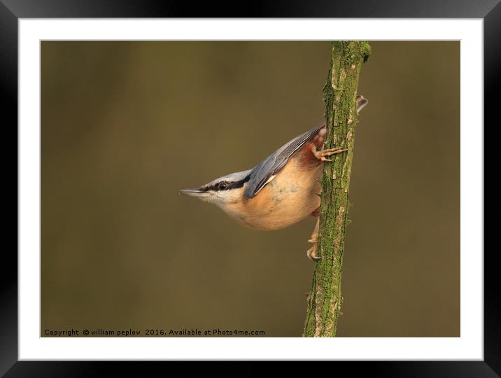 Nuthatch Framed Mounted Print by william peplow