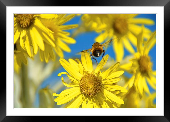 Beeing Happy Framed Mounted Print by David Heard