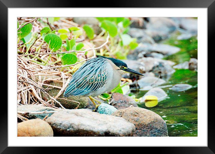 Striated Heron [Butorides striata] Framed Mounted Print by Jacqueline Burrell