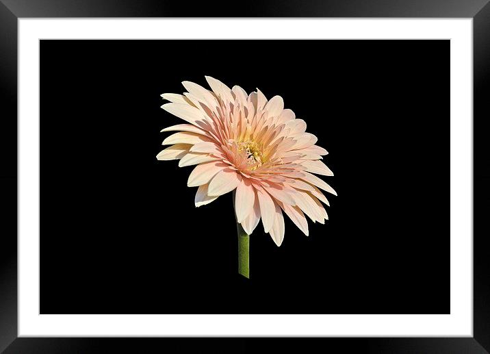 African Daisy Framed Mounted Print by Jacqueline Burrell