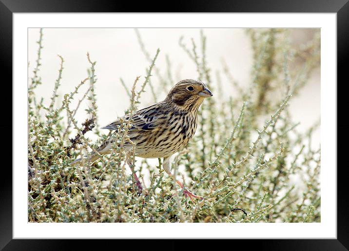 Corn Bunting Framed Mounted Print by Jacqueline Burrell