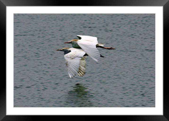 Squacco Herons: Dusk Flight Framed Mounted Print by Jacqueline Burrell