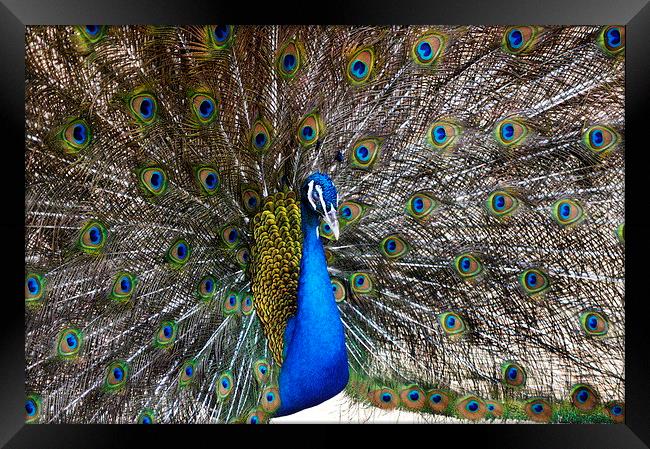 Proud as a Peacock Framed Print by Jacqueline Burrell