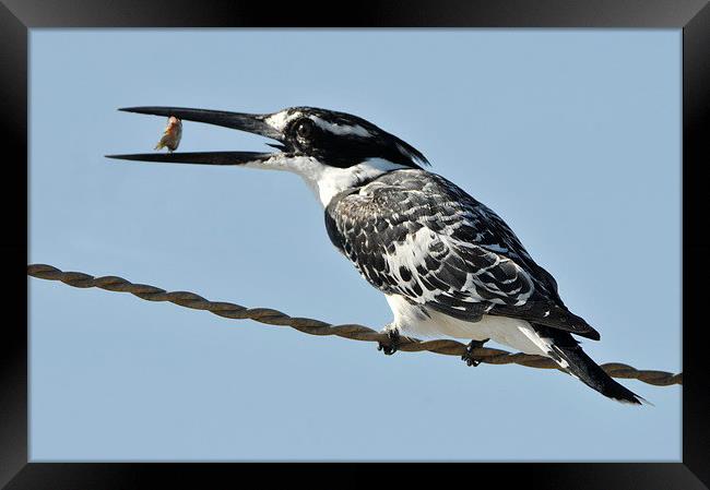 Pied Kingfisher with a Fish Framed Print by Jacqueline Burrell