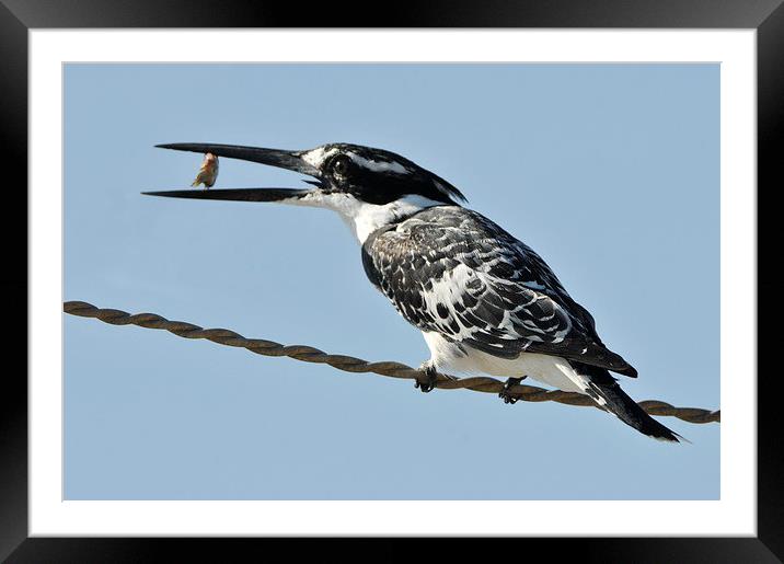 Pied Kingfisher with a Fish Framed Mounted Print by Jacqueline Burrell