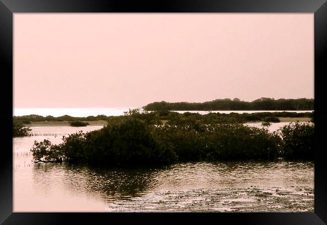 Mangroves at dawn, Bir Shelateen Framed Print by Jacqueline Burrell