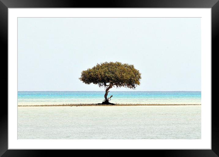 Old Mangrove Tree Framed Mounted Print by Jacqueline Burrell