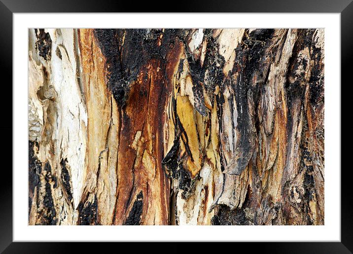 Old Eucalypyus Bark Framed Mounted Print by Jacqueline Burrell