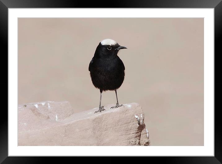White-Crowned Wheatear Framed Mounted Print by Jacqueline Burrell