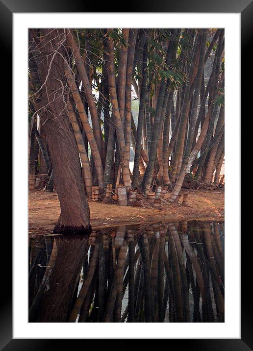 Giant Bamboo Framed Mounted Print by Jacqueline Burrell