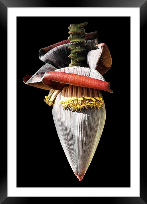 Banana Flower Framed Mounted Print by Jacqueline Burrell