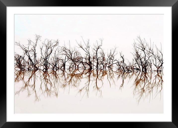 Trees Submerged in Lake Qarun Framed Mounted Print by Jacqueline Burrell