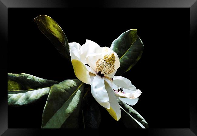 Magnolia and a Bee Framed Print by Jacqueline Burrell