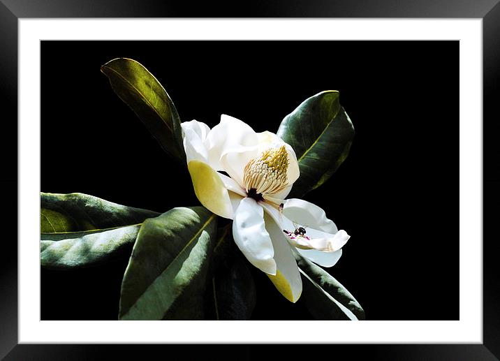 Magnolia and a Bee Framed Mounted Print by Jacqueline Burrell