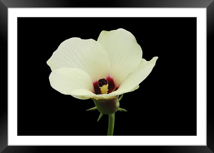 Okra Flower Framed Mounted Print by Jacqueline Burrell