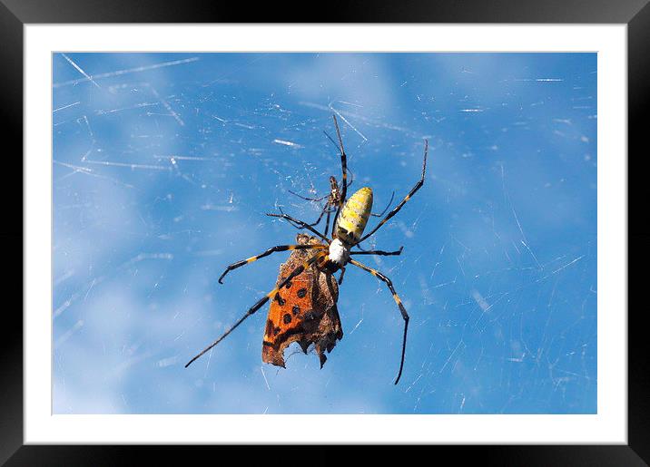 Golden Orb Web Spider Framed Mounted Print by Jacqueline Burrell