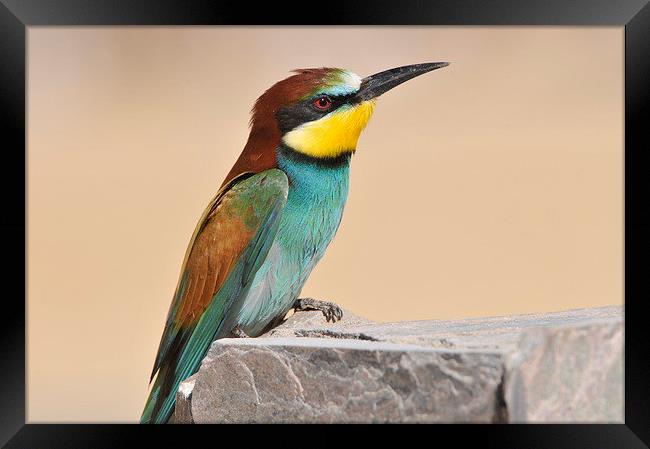 Migrating European Bee Eater Framed Print by Jacqueline Burrell