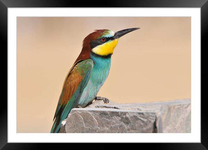 Migrating European Bee Eater Framed Mounted Print by Jacqueline Burrell