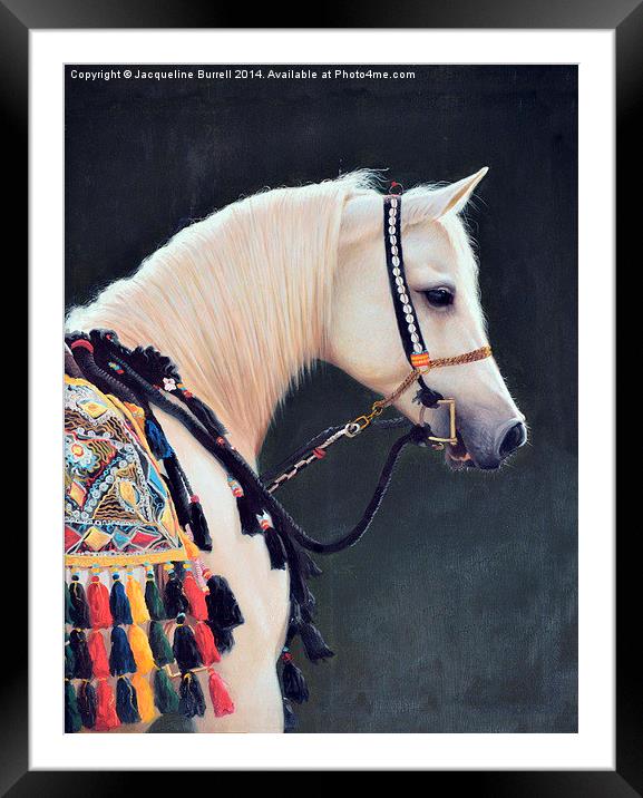 An Arabian Horse Framed Mounted Print by Jacqueline Burrell