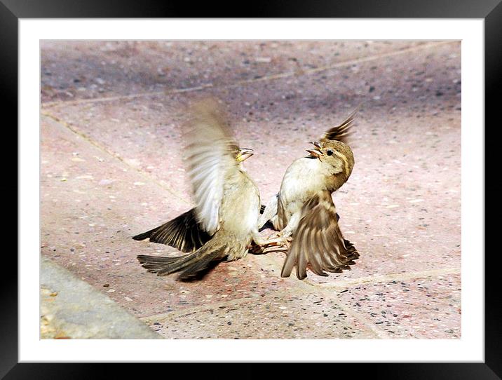 Sparrow Spat Framed Mounted Print by Jacqueline Burrell