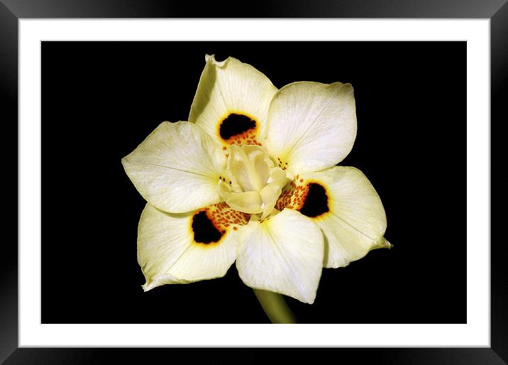 African Iris Framed Mounted Print by Jacqueline Burrell