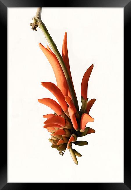 Erythrina lysistemon, the Coral Tree Framed Print by Jacqueline Burrell
