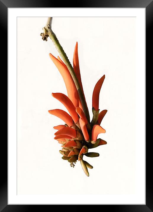 Erythrina lysistemon, the Coral Tree Framed Mounted Print by Jacqueline Burrell