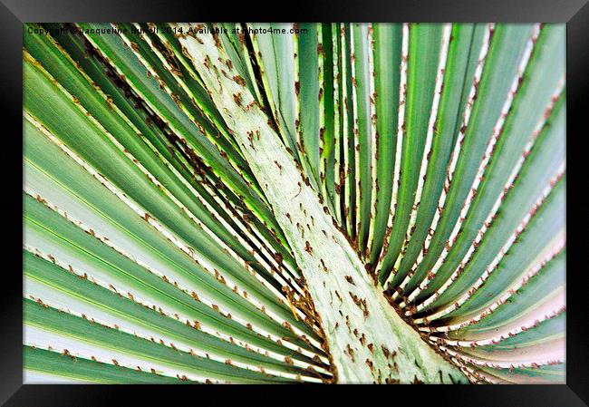 Palmyra Palm Patterns Framed Print by Jacqueline Burrell