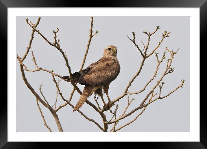 Majestic Buzzard Framed Mounted Print by Jacqueline Burrell