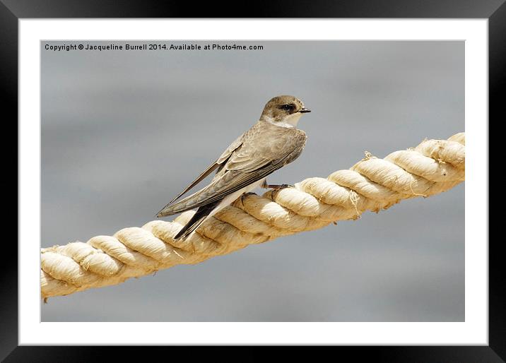 Migrating Sand Martin Framed Mounted Print by Jacqueline Burrell