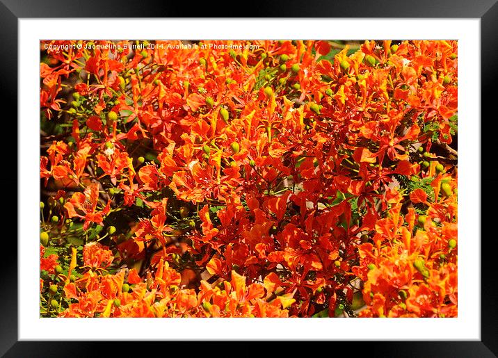 Flaming June Framed Mounted Print by Jacqueline Burrell