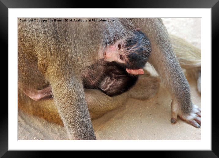 Feeding Time at the Zoo Framed Mounted Print by Jacqueline Burrell