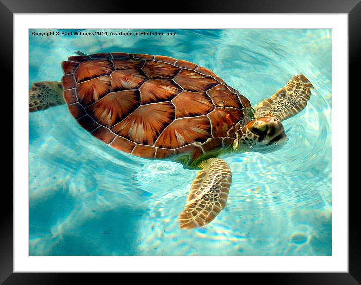 Coming Up For Air Framed Mounted Print by Paul Williams