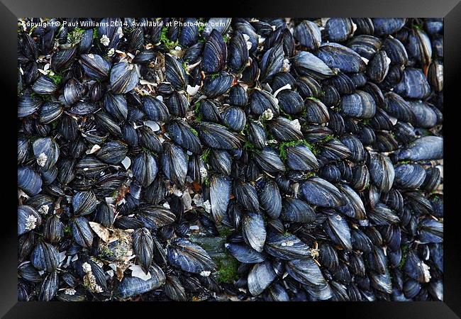 Mussels Framed Print by Paul Williams