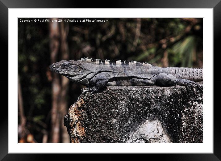 Iguana on Wall Framed Mounted Print by Paul Williams
